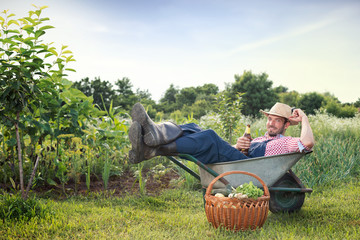 Well-disposed ranch man in wheelbarrow