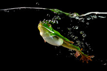 White-lipped Frog Swimming Underwater, Indonesia