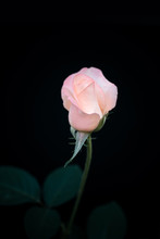 Beautiful Pink Rose Flower With Leaves On Black Background.