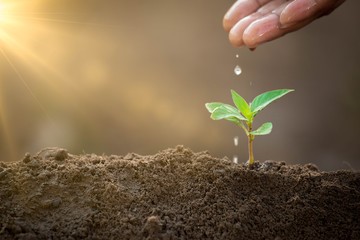 Growing plant and water the young plant. Sustainable environment concept. Helping and protecting world from global warming.