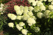 Inflorescences of blossoming  green-white Hydrangea Paniculata, grade 