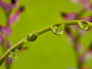 Drops of water suspended on a twig.