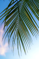 Wall Mural - Tropical palm trees against a blue-purple sunset sky. Sunset in the tropics