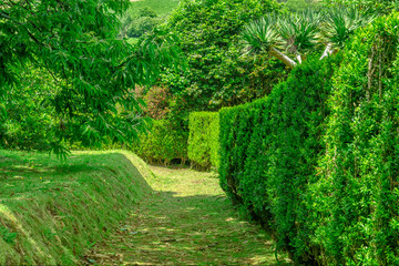 Wall Mural - Beautiful green footpath through green park, Acores