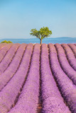 Fototapeta Lawenda - Beautiful tree in lavender field, Provence, France. Lonely tree in lavender field, Provence, France. Lavender flowers blooming field and a lonely tree uphill. Valensole, Provence. Amazing landscape