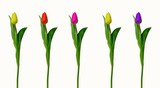 Fototapeta Tulipany - Set of five different color tulips isolated on white background