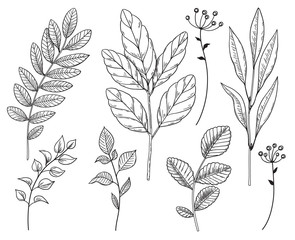 Wall Mural - Hand drawn different leaves and branches  set