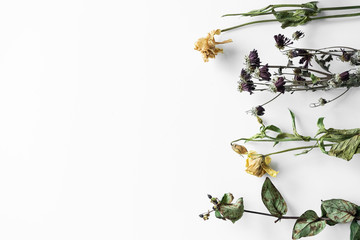 Wall Mural - Bouquet of wilted flowers on a white background