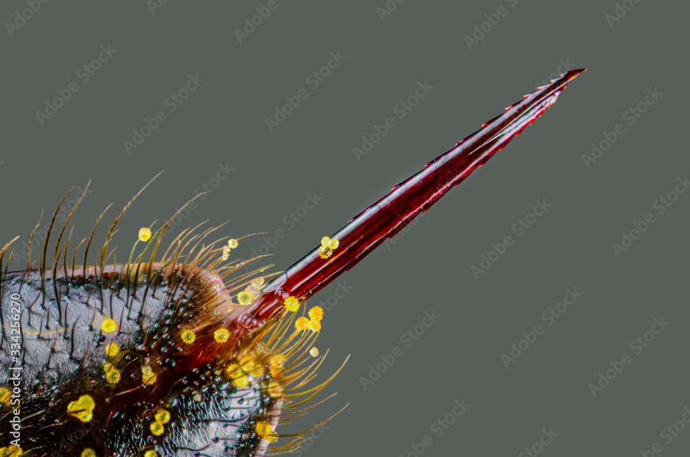 honigbienen-giftstachel-einer-biene-stachel-einer-honigbiene