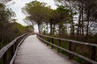 Bike path of the well-known summer resort of Bibione, famous for its large beaches. Veneto, Italy.