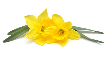 Wall Mural - Bouquet of yellow daffodils flowers isolated on white background. Flat lay, top view