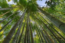 Low Angle Shot Of Tall Bamboo Grasses In Arashiyama Bamboo Grove, Kyoto, Japan
