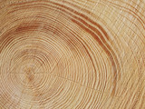 Fototapeta  - jasne słoje drewna, ścięte drewno jako tło