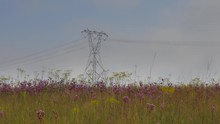Field Of Pompom Weed Flowers Sway In Breeze On Windy Day With Power Pylon In Background