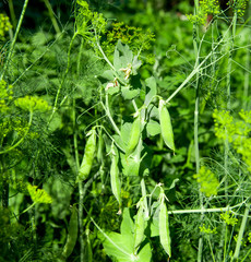 Sticker - green peas growing