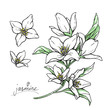Color jasmine flowers are isolated on a white background. Branch with buds and leaves vector illustration hand work.