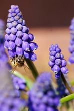 Bee Collects Pollen From Grape Hyacinth Flowers