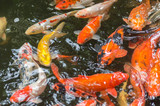 Fototapeta Do akwarium - Background of colorful Koi fish ,Nature