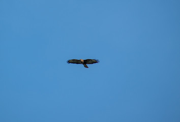 Common buzzard cirlcing above Oviedo, Spain 