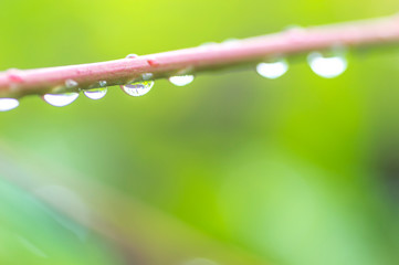 Branch with dew drops close up