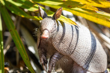 Nine Banded Armadillo Forages For Food