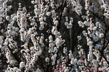 Spring. The apricot tree blossomed with white fragrant flowers.