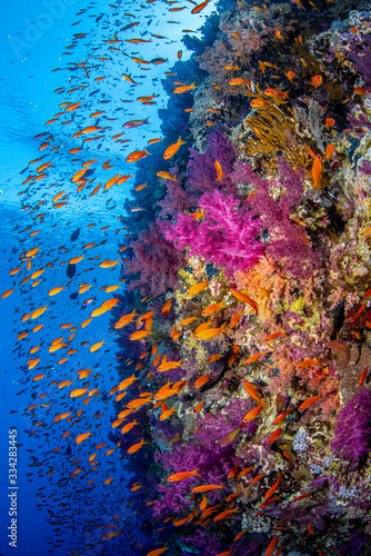 Naklejki na kabinę prysznicową  kolorowe-korale-miekkie-w-parku-narodowym-ras-mohammed-nad-morzem-czerwonym-w-egipcie