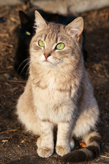 Wall Mural - cat with green eyes