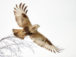 Rough-legged Hawk in flight looking for prey