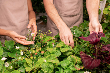 Close-up of unrecognizable greenhouse workers in aprons standing at plants and cultivating strawberry