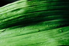 Drops Of Dew On A Green Leaf Close-up, Macro