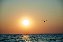 Sunset On The Sea Flying Bird