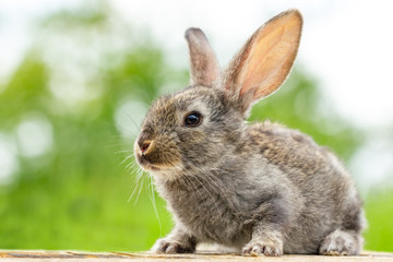 Beautiful funny grey rabbit on a natural green background