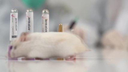 Wall Mural - Scientists test lab rat, mouse with syringe. Scientist and lab rat Back ground. Coronavrius test tubes. Coronavirus vaccine.