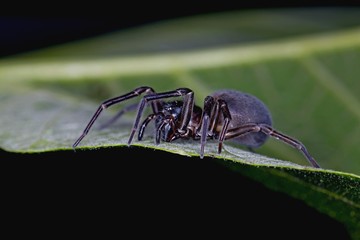 ant on leaf