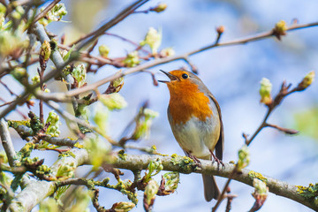 European robin bird Erithacus rubecula singing