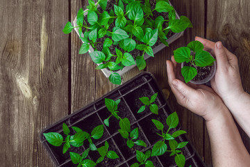 Garden and vegetable garden.Spring planting.Fresh pepper sprouts in a box and a woman 's hands.Green seedlings on a rustic wooden table.Green sprouts in the ground.Banner with Spring vegetables