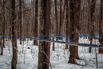 Wall Mural - Collecting maple sap in spring.