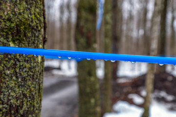 Wall Mural - A commercial maple syrup operation uses plastic tubing to collect the sap.