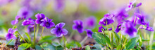 Panoramic View Of A Manchurian Violet In The Early Spring.. Field Of Wild Flowers