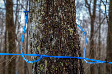 Wall Mural - Collecting maple sap in spring.