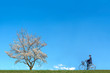 青空背景で満開の桜の木に向かい自転車に乗る男子高校生。進学,入学,進路,通学イメージ