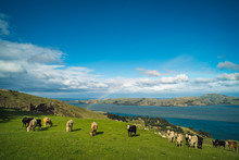 Cows Grazing On A Grassy Hill With A Colourful Rainbow Arching Over The Ocean In The Background.A Beautiful Sunny Day In Dunedin New Zealand South Island