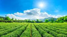 Tea Plantation On Sunny Day,green Nature Landscape.