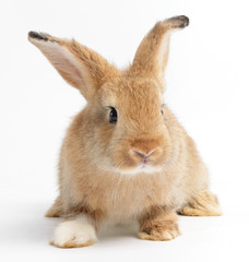 Wall Mural - Cute little rabbit, brown fur Sitting on a white background. Easter