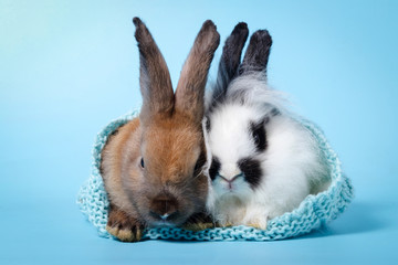 Wall Mural - 2 cute little rabbits hiding in a knit hat in a light blue background. Easter concept