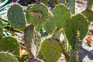 Prickly pear cactus, green Opuntia close-up, succulent plant outdoors, large needles