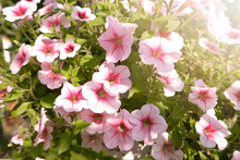 Beautiful Pink Colored Petunias Flowers With Sunlight In The Garden. Petunia Flowers In The Garden. Petunias Wave.