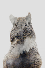 Wall Mural - Minimal stile double exposure with a bear and forest