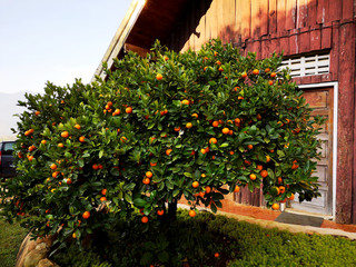 A full tangerine Orange tree is in front of the brown hut.